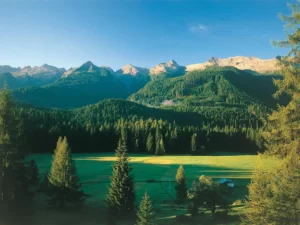 Prato in primo piano, bosco di abeti, montagne sullo sfondo