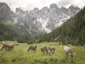 Mucche al pascolo su prato con bosco intorno e vette alpine di sfondo