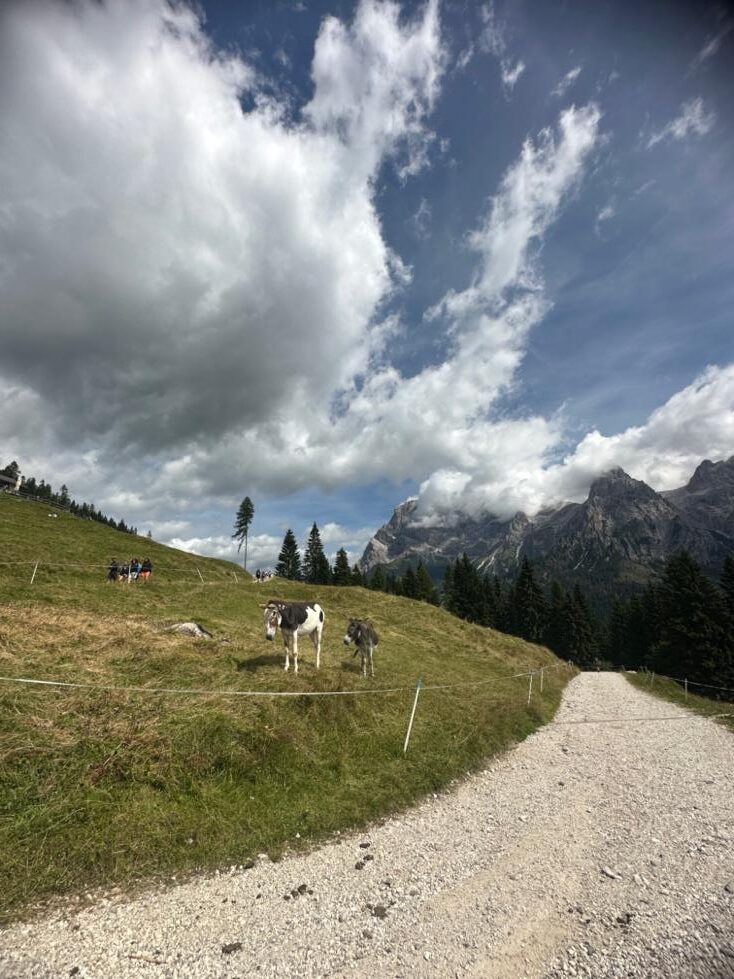 https://www.outdooractive.com/it/route/mountain-bike/san-martino-di-castrozza-primiero-vanoi/anello-in-mountain-bike-attorno-a-san-martino-di-castrozza/291871202/?utm_source=unknown&utm_medium=social&utm_campaign=user-shared-social-content&share=~zym3x9up$4ossaowg TMP BIKE RENT Itinerari guidati - Giro della valle 2