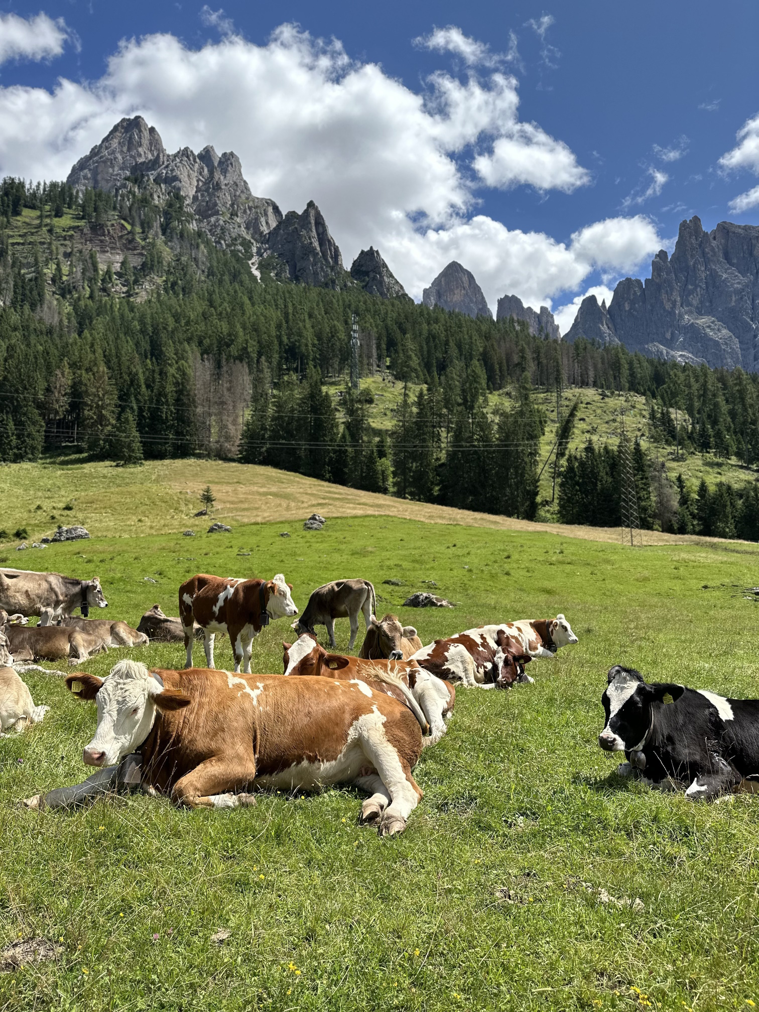 https://www.outdooractive.com/it/route/mountain-bike/san-martino-di-castrozza-primiero-vanoi/anello-in-mountain-bike-attorno-a-san-martino-di-castrozza/291871202/?utm_source=unknown&utm_medium=social&utm_campaign=user-shared-social-content&share=~zym3x9up$4ossaowg TMP BIKE RENT Itinerari guidati - Giro della Valle 4